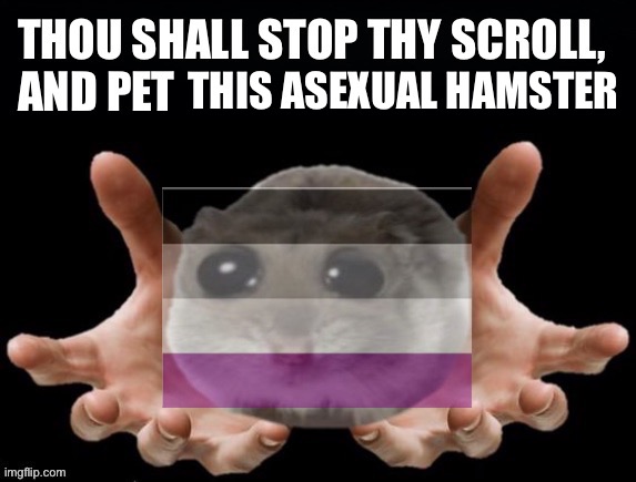 Please pet the asexual hamster | THIS ASEXUAL HAMSTER | image tagged in thou shall stop thy scoll and pet this hamster,hamster,hamsters,asexual,lgbtq,ace | made w/ Imgflip meme maker