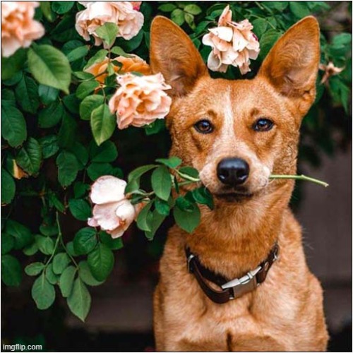 Will You Be My Valentine ? | image tagged in dogs,valentine,rose | made w/ Imgflip meme maker