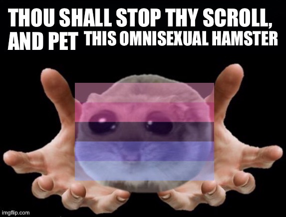 Please pet the omnisexual hamster | THIS OMNISEXUAL HAMSTER | image tagged in thou shall stop thy scoll and pet this hamster,hamster,hamsters,lgbtq,omnisexual,pet | made w/ Imgflip meme maker