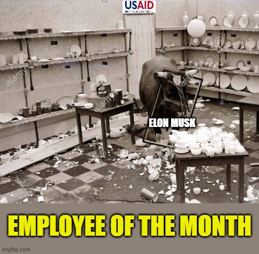 47¼ months to go | ELON MUSK; EMPLOYEE OF THE MONTH | image tagged in bull in a china shop | made w/ Imgflip meme maker