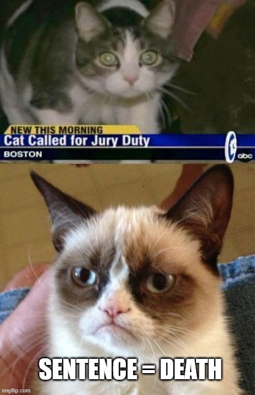 The Verdict | SENTENCE = DEATH | image tagged in memes,grumpy cat | made w/ Imgflip meme maker