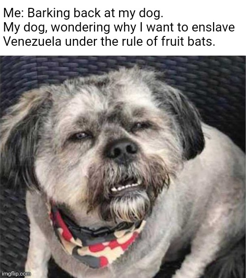 Does not compute. | Me: Barking back at my dog.
My dog, wondering why I want to enslave Venezuela under the rule of fruit bats. | image tagged in confused dog,barking | made w/ Imgflip meme maker