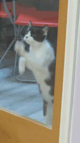 Claw back Blank Meme Template