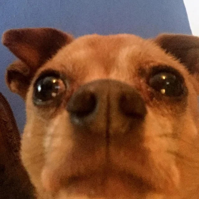 Crying Dog Blank Meme Template