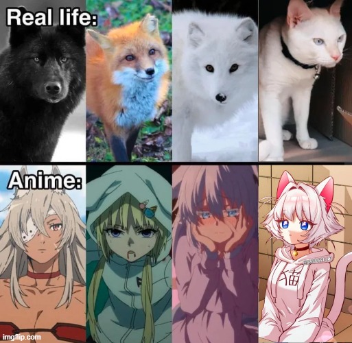 i honestly can't even tell a difference. | image tagged in anime,nekomimi | made w/ Imgflip meme maker