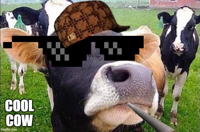 Cool Cow | COOL COW | image tagged in cow faces | made w/ Imgflip meme maker