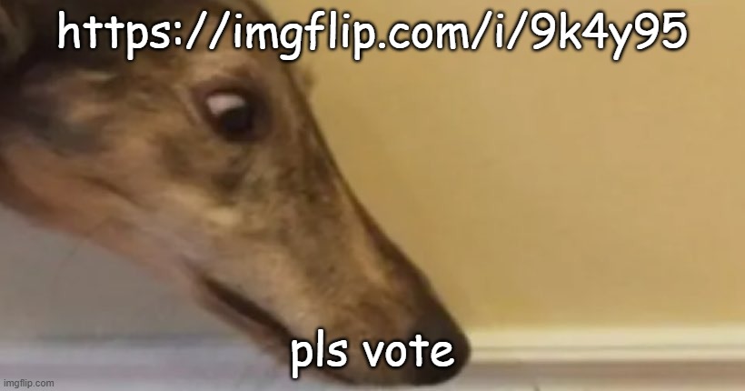 long nose dog | https://imgflip.com/i/9k4y95; pls vote | image tagged in long nose dog | made w/ Imgflip meme maker