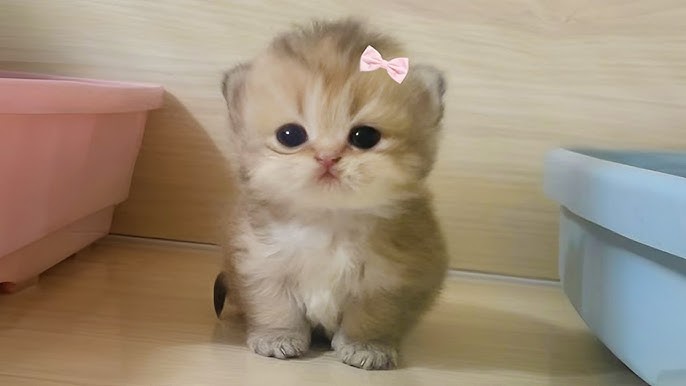 cute cet Blank Meme Template