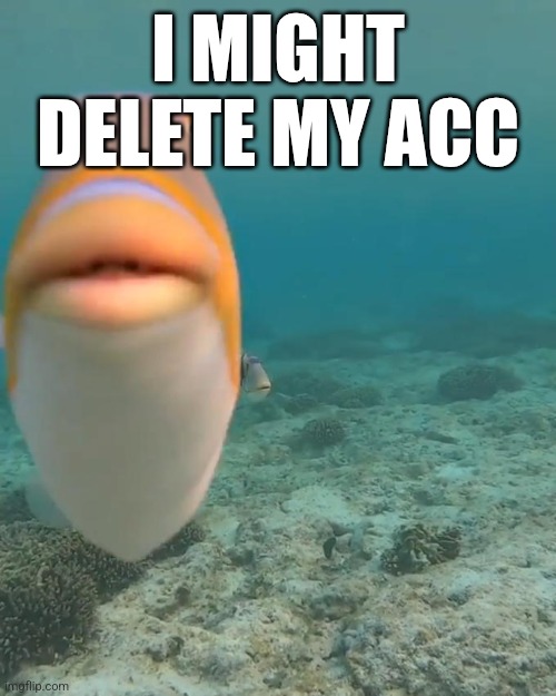 staring fish | I MIGHT DELETE MY ACC | image tagged in staring fish | made w/ Imgflip meme maker