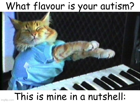 I can compose and improvise my own pieces on the piano, but I don't have an friggin' clue how to do politics or math in my head  | What flavour is your autism? This is mine in a nutshell: | image tagged in piano cat,autism,fresh memes,questions,ha ha tags go brr,mems | made w/ Imgflip meme maker