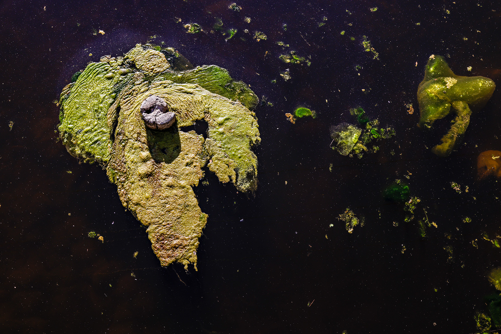 Ashley Creek - Lower Standards? Blank Meme Template