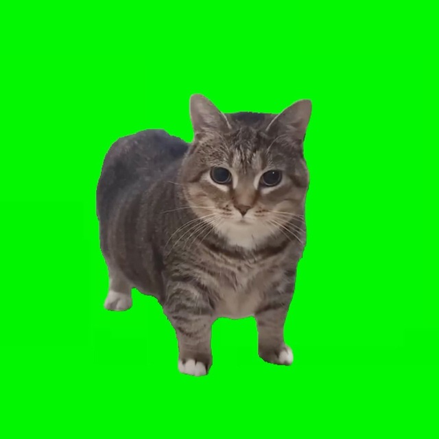 spinning cat Blank Meme Template