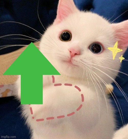 Heart cat | image tagged in heart cat | made w/ Imgflip meme maker