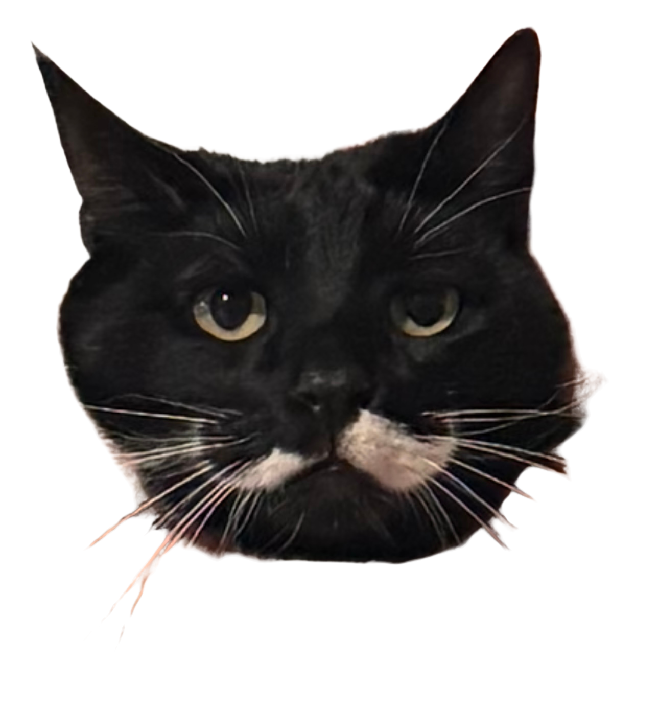 High Quality cat with mustache Blank Meme Template