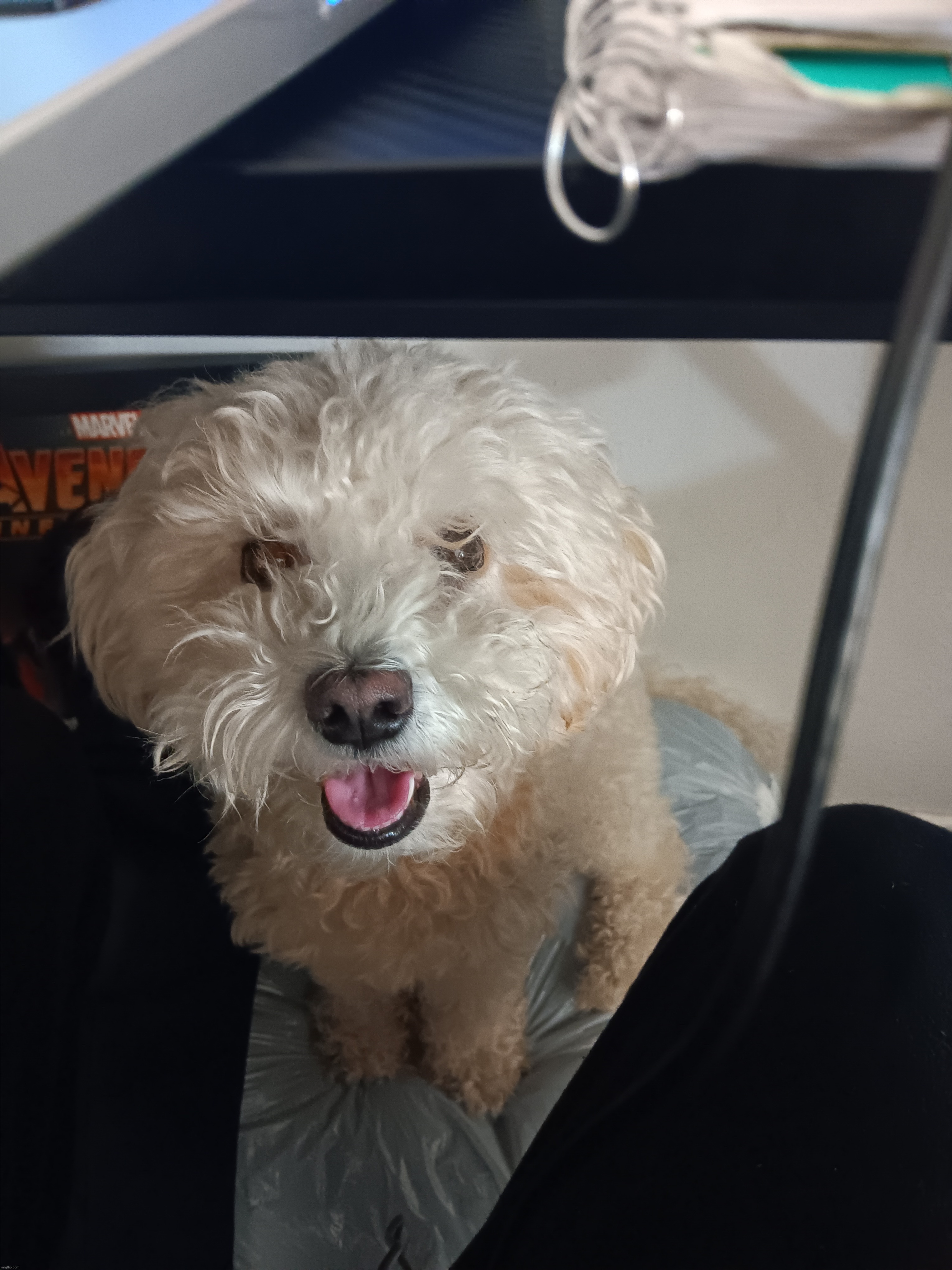 my dog keeps trying to play while im doing homework | made w/ Imgflip meme maker