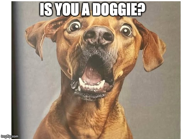 cute, doggie, the hood | IS YOU A DOGGIE? | image tagged in cute,doggie,slang | made w/ Imgflip meme maker