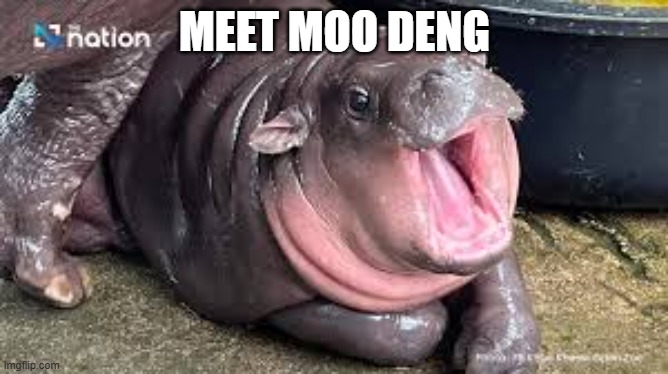 YAAAAASS | MEET MOO DENG | image tagged in cute,hippo | made w/ Imgflip meme maker