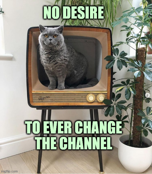 The best channels are local | NO DESIRE; DJ Anomalous; TO EVER CHANGE THE CHANNEL | image tagged in watching tv,reality tv,channel,happy cat,cat,cats | made w/ Imgflip meme maker