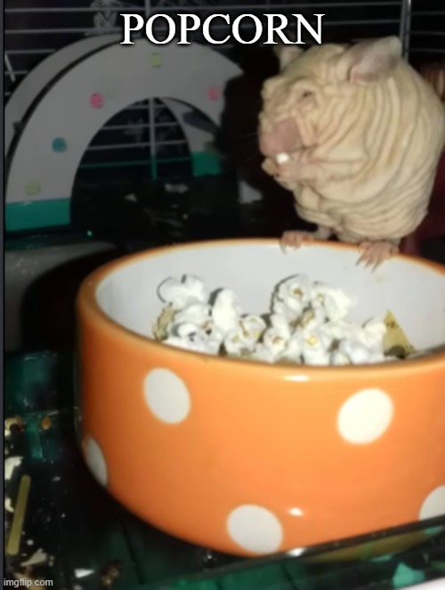 popcorn | POPCORN | image tagged in food,pets | made w/ Imgflip meme maker