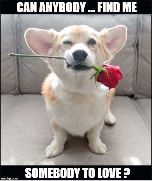 It's Valentines Day | CAN ANYBODY ... FIND ME; SOMEBODY TO LOVE ? | image tagged in dogs,corgi,rose,valentines day,song lyrics | made w/ Imgflip meme maker