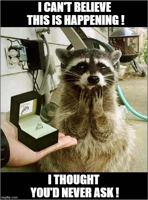 A Valentines Proposal ! | I CAN'T BELIEVE
 THIS IS HAPPENING ! I THOUGHT
 YOU'D NEVER ASK ! | image tagged in valentines day,proposal,raccoon | made w/ Imgflip meme maker