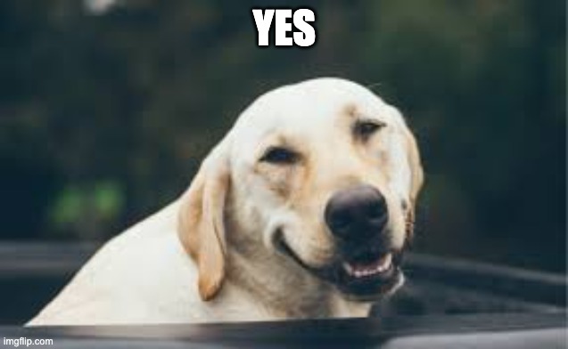 evil smiling dog | YES | image tagged in evil smiling dog | made w/ Imgflip meme maker