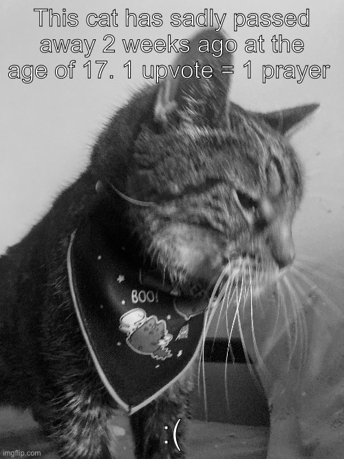 His name was Catsumi | This cat has sadly passed away 2 weeks ago at the age of 17. 1 upvote = 1 prayer; :( | image tagged in rip | made w/ Imgflip meme maker