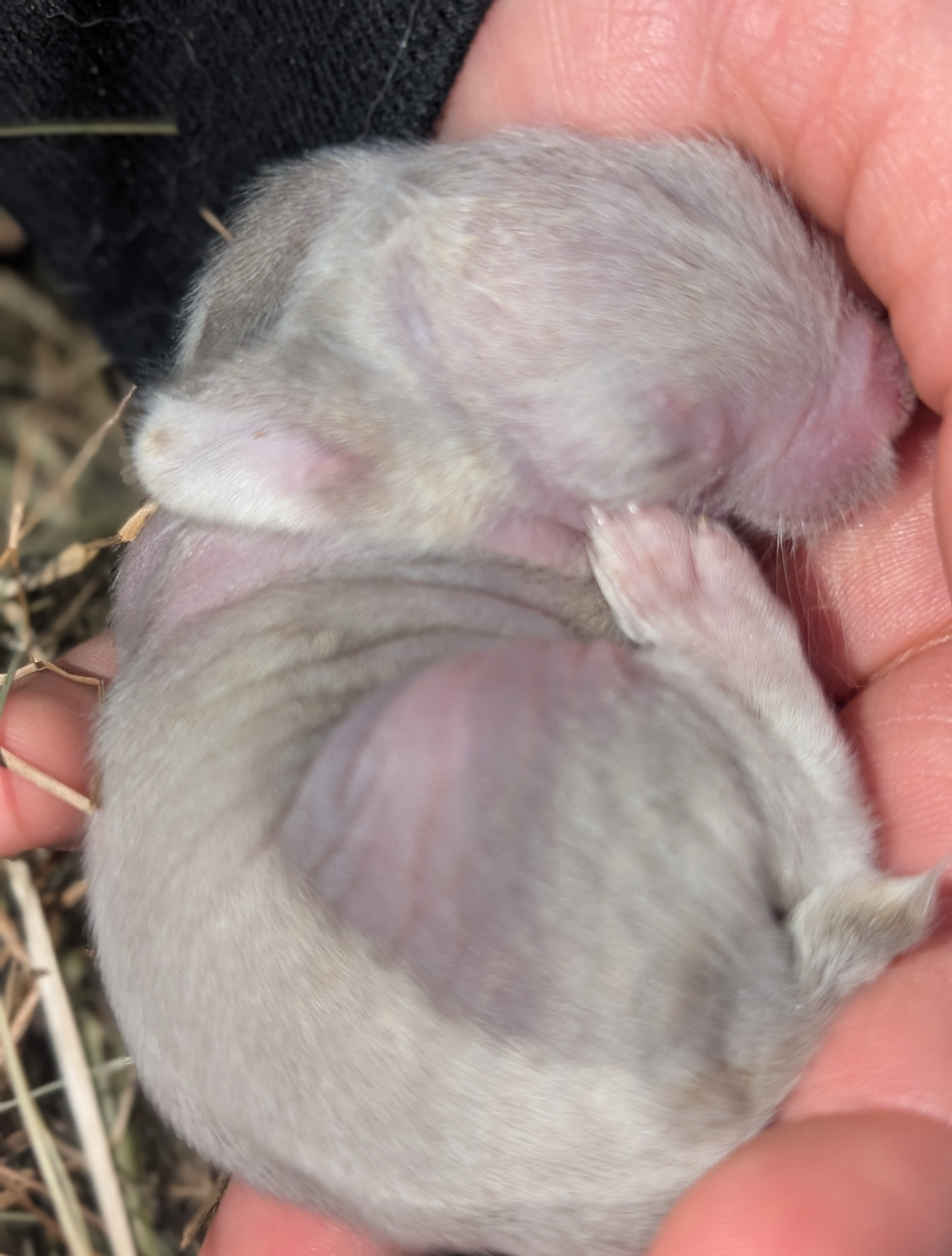 Baby bunny Blank Meme Template