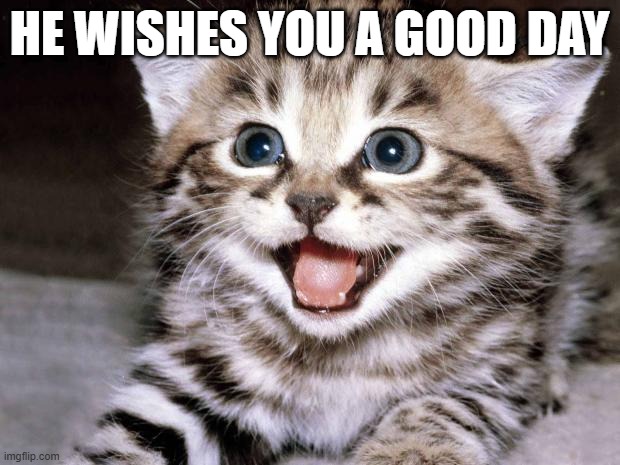 Uber Cute Cat | HE WISHES YOU A GOOD DAY | image tagged in uber cute cat | made w/ Imgflip meme maker