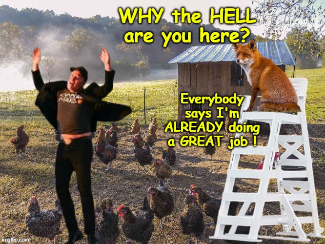 We HAVE auditors, and inspectors already you know | WHY the HELL are you here? Everybody says I'm ALREADY doing a GREAT job ! | image tagged in musk guarding hen house meme | made w/ Imgflip meme maker