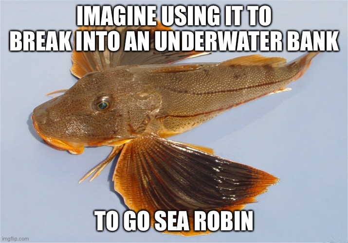 IMAGINE USING IT TO BREAK INTO AN UNDERWATER BANK TO GO SEA ROBIN | image tagged in sea robin | made w/ Imgflip meme maker