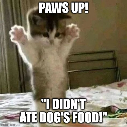 he ate dog's food of course | PAWS UP! ''I DIDN'T ATE DOG'S FOOD!'' | image tagged in memes,cats,cat,dog | made w/ Imgflip meme maker