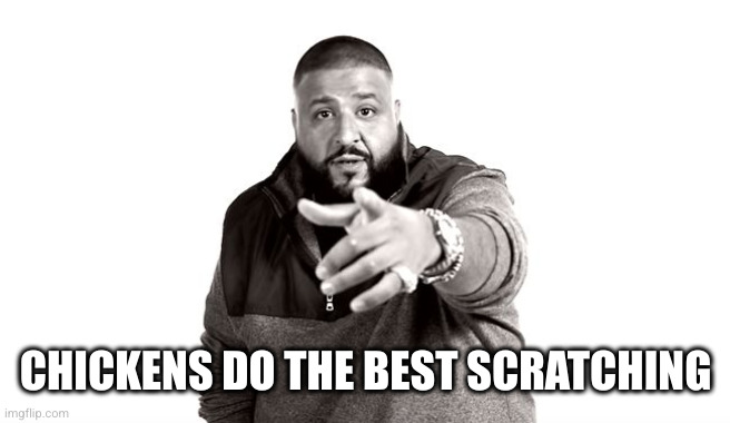 DJ Khaled Another One | CHICKENS DO THE BEST SCRATCHING | image tagged in dj khaled another one | made w/ Imgflip meme maker