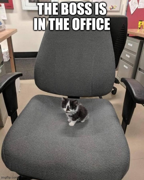 THE BOSS IS IN THE OFFICE | made w/ Imgflip meme maker