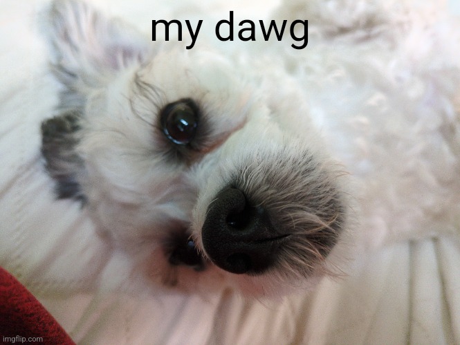 my dawg | made w/ Imgflip meme maker