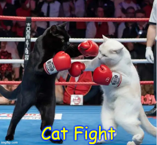 Cat fight | Cat Fight | image tagged in cats,cat fight | made w/ Imgflip meme maker