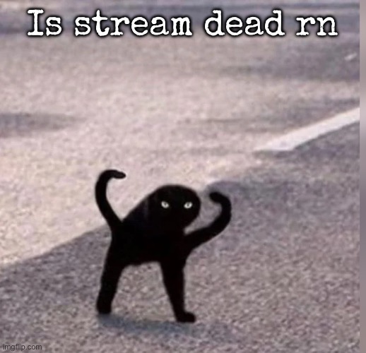 Cursed Cat | Is stream dead rn | image tagged in cursed cat,msmg | made w/ Imgflip meme maker