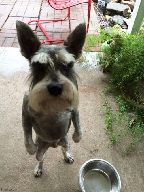 Dog Mad | image tagged in dog mad | made w/ Imgflip meme maker