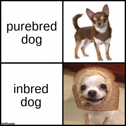 simple format, simple joke, no drama. | purebred dog; inbred dog | image tagged in dogs,bad pun | made w/ Imgflip meme maker