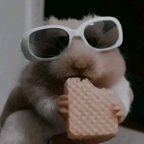 Hamster eat Blank Meme Template
