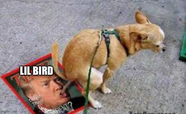 Nobody FREAKING CARES | LIL BIRD | image tagged in trump dog poop,rucka rucka ali,lil bird,lilbird,stupid | made w/ Imgflip meme maker