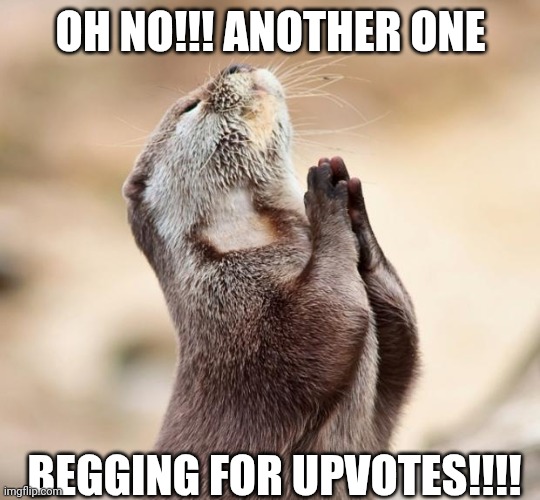 animal praying | OH NO!!! ANOTHER ONE; BEGGING FOR UPVOTES!!!! | image tagged in animal praying | made w/ Imgflip meme maker