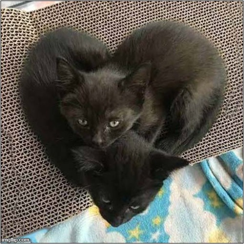 I Love These Kittens ! | image tagged in cats,kittens,heart | made w/ Imgflip meme maker