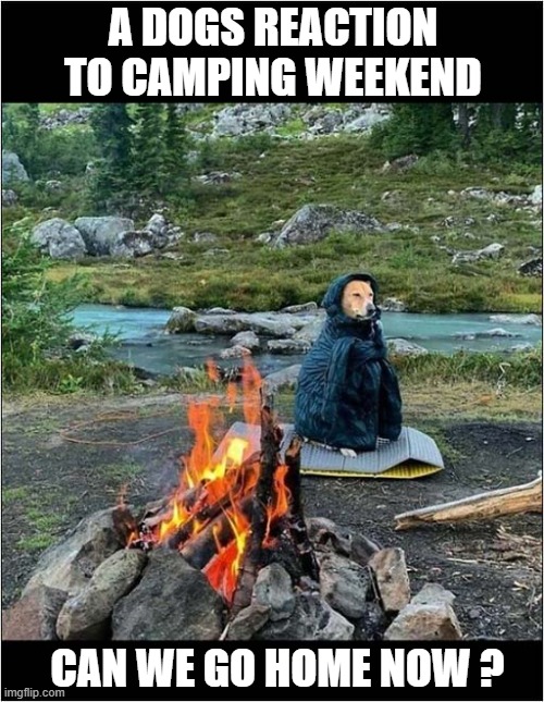 He Doesn't Seem That Impressed ! | A DOGS REACTION TO CAMPING WEEKEND; CAN WE GO HOME NOW ? | image tagged in dogs,camping,unimpressed,home | made w/ Imgflip meme maker