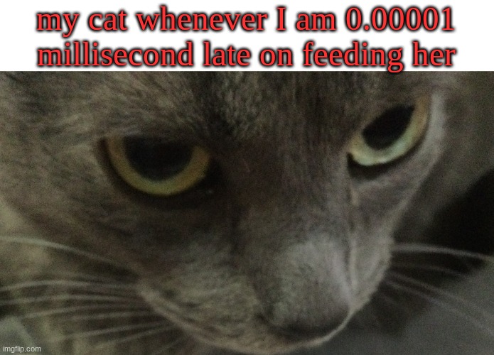 template by JorkMaster | my cat whenever I am 0.00001 millisecond late on feeding her | image tagged in sweetie | made w/ Imgflip meme maker