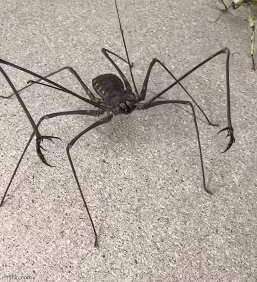 arachnid | image tagged in arachnid | made w/ Imgflip meme maker
