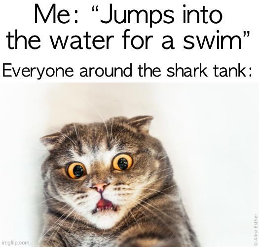 wait… it’5 not the pool? | Me: “Jumps into the water for a swim”; Everyone around the shark tank: | image tagged in horrified cat | made w/ Imgflip meme maker