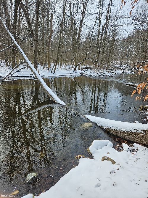 THIS TREE REACHING INTO THE RIVER TO GET A DRINK | image tagged in tree,river,winter,trees,forest | made w/ Imgflip meme maker