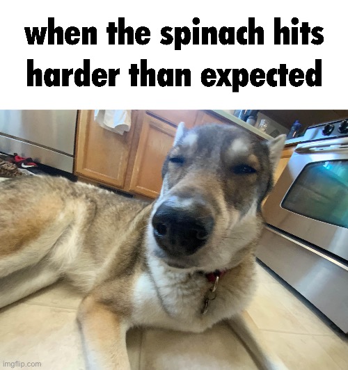 when the spinach hits harder than expected | image tagged in spinach,dog,goofy ahh | made w/ Imgflip meme maker