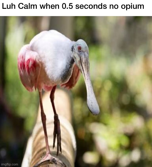 Luh Calm when 0.5 seconds no opium | image tagged in birds,bird,birb,beeg birb,luh calm | made w/ Imgflip meme maker